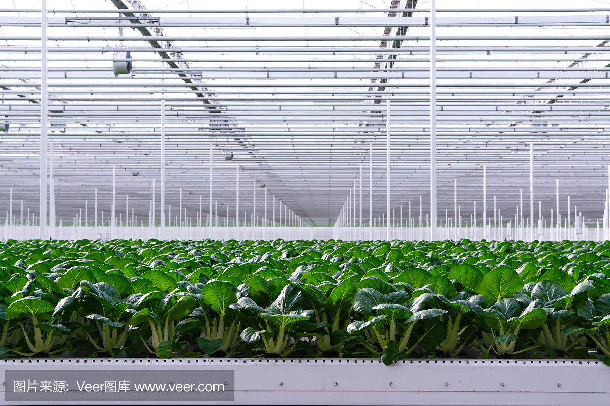 荷兰的农业,巨大的温室里种植着大白菜、小白菜或白菜