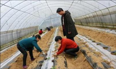 农村大棚种植辣椒,为何采用起垄加地膜覆盖?这其中的道理不简单